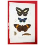 Georges Cuvier (French 1769-1832) - Originally Hand-Colored Engraving 0f Butterflies From His Le Regne Animal Distribue d’apres son Organisation, circa 1817-1849 with Relevant Page From Original Printing