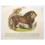 LION - Antique Natural History Originally Hand-colored Woodcut or Lithograph, Published 1850, Society of Promoting Christian Knowledge