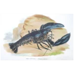 LOBSTER - Antique Natural History Originally Hand-colored Woodcut or Lithograph, Published 1850, Society of Promoting Christian Knowledge