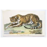 TIGER - Rare First Edition Engraving - Sir Charles Linnaeus & Ebenezer Sibley's Magazine of Natural History -c. Late 18th Century